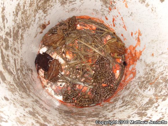 Eastern American Toad (Anaxyrus americanus americanus)