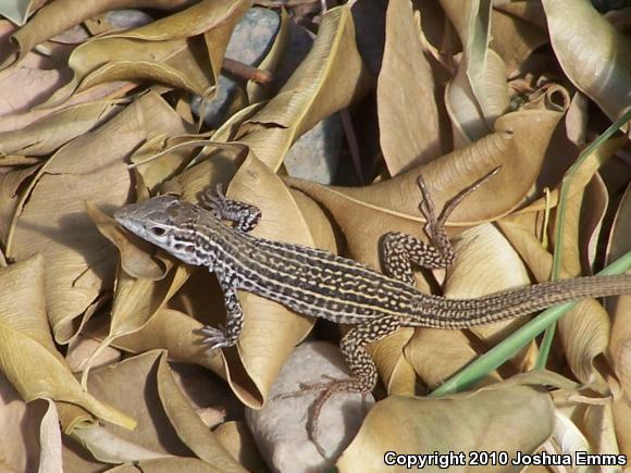 Common Checkered Whiptail (Aspidoscelis tesselata)