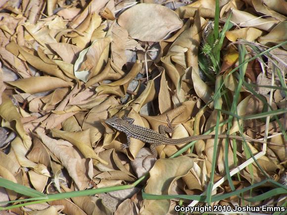 Common Checkered Whiptail (Aspidoscelis tesselata)