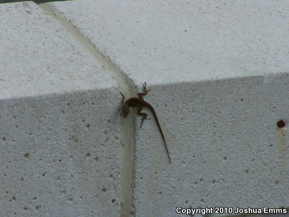 Cuban Brown Anole (Anolis sagrei sagrei)