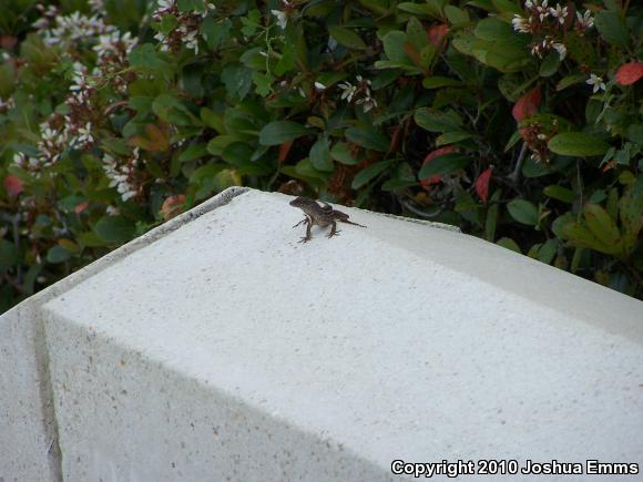 Cuban Brown Anole (Anolis sagrei sagrei)