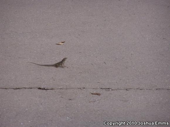 Cuban Brown Anole (Anolis sagrei sagrei)