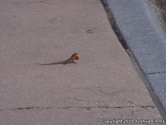 Cuban Brown Anole (Anolis sagrei sagrei)