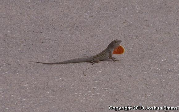 Cuban Brown Anole (Anolis sagrei sagrei)