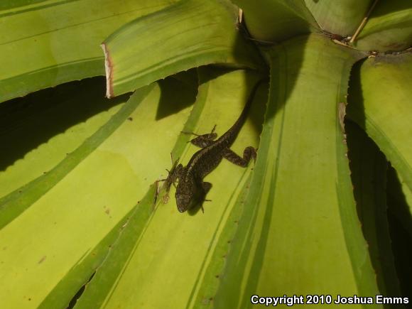 Cuban Brown Anole (Anolis sagrei sagrei)