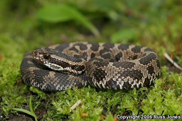 Eastern Massasauga (Sistrurus catenatus catenatus)