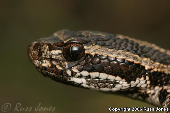 Eastern Massasauga (Sistrurus catenatus catenatus)