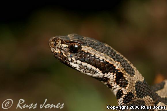 Eastern Massasauga (Sistrurus catenatus catenatus)