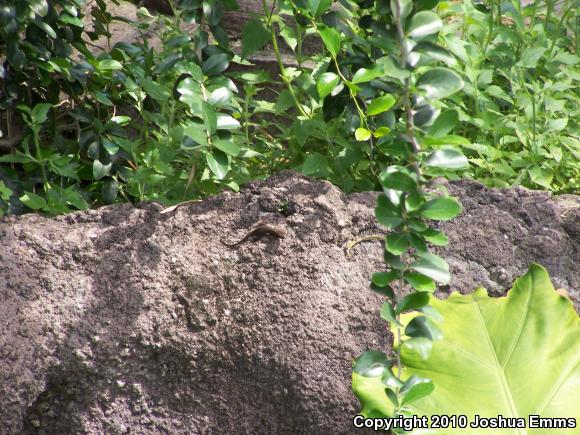 Cuban Brown Anole (Anolis sagrei sagrei)