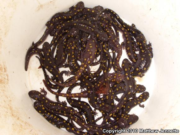 Spotted Salamander (Ambystoma maculatum)