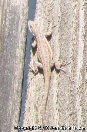 Colorado River Tree Lizard (Urosaurus ornatus symmetricus)