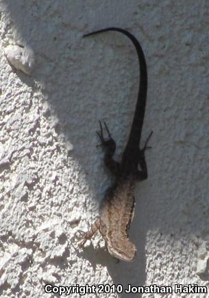 Colorado River Tree Lizard (Urosaurus ornatus symmetricus)