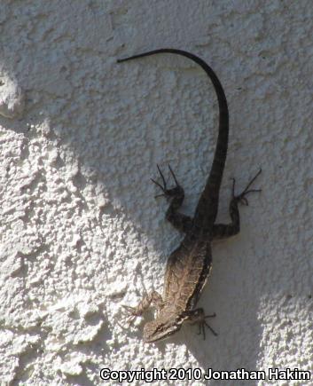 Colorado River Tree Lizard (Urosaurus ornatus symmetricus)