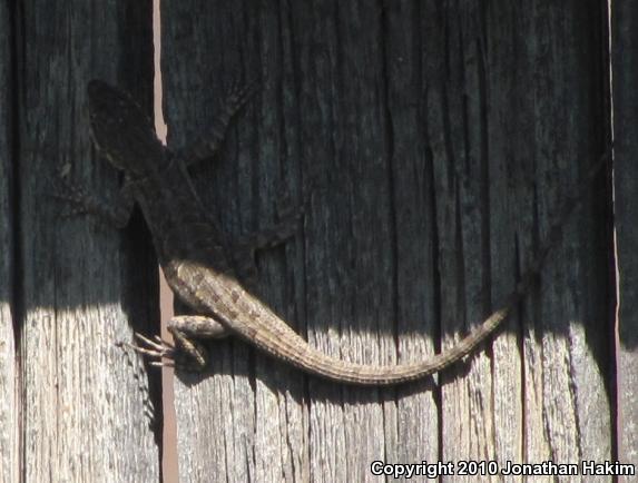 Colorado River Tree Lizard (Urosaurus ornatus symmetricus)