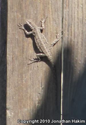 Colorado River Tree Lizard (Urosaurus ornatus symmetricus)