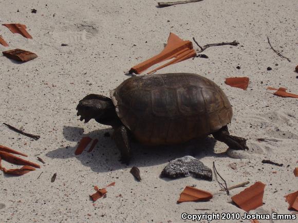 Gopher Tortoise (Gopherus polyphemus)