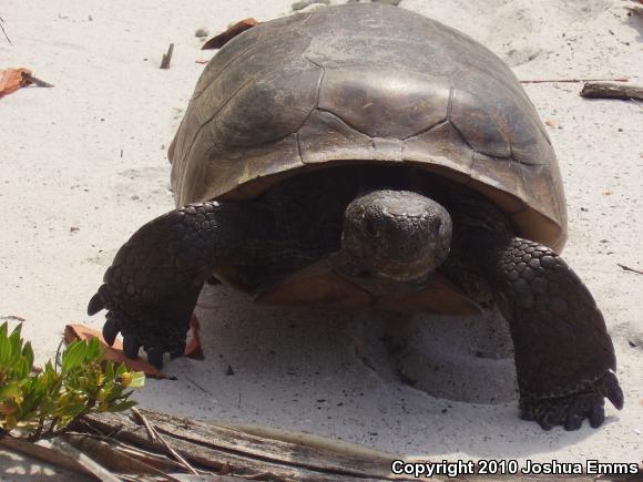 Gopher Tortoise (Gopherus polyphemus)