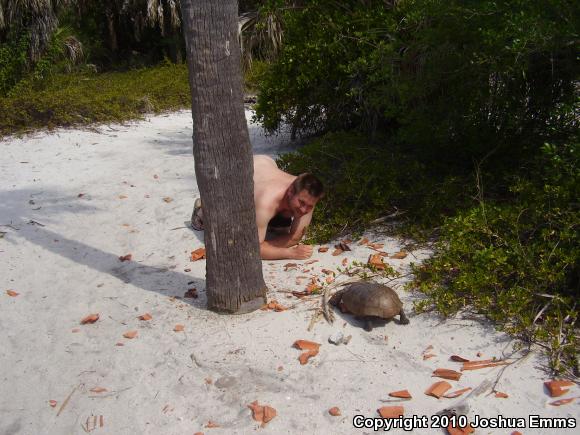 Gopher Tortoise (Gopherus polyphemus)