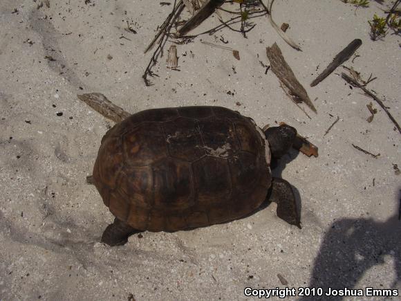 Gopher Tortoise (Gopherus polyphemus)