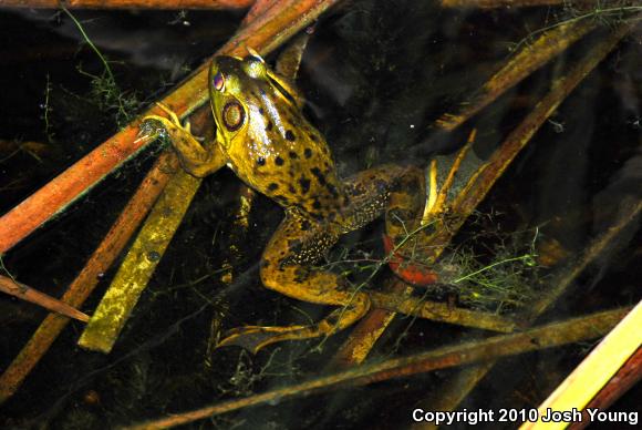 Pig Frog (Lithobates grylio)