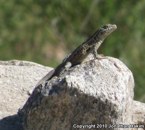 Western Side-blotched Lizard (Uta stansburiana elegans)