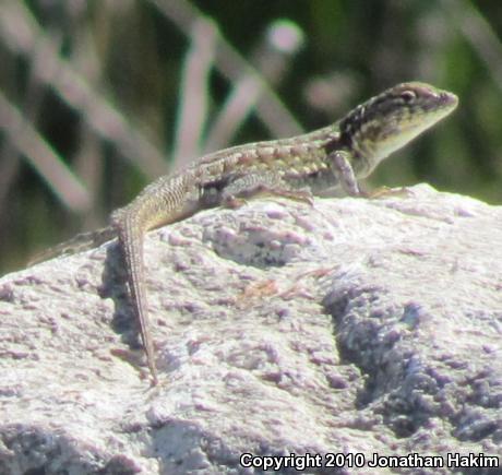 Western Side-blotched Lizard (Uta stansburiana elegans)