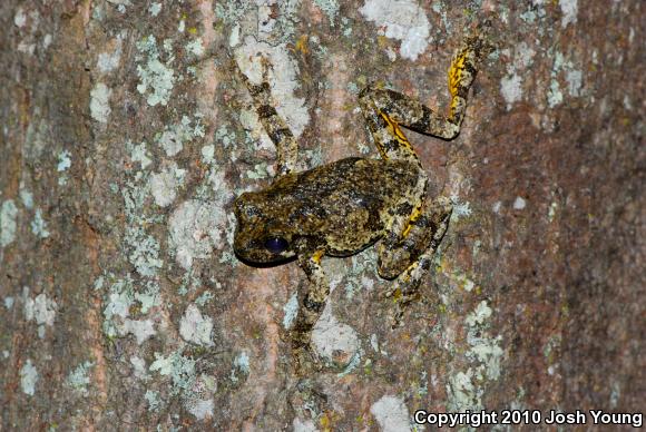 Cope's Gray Treefrog (Hyla chrysoscelis)