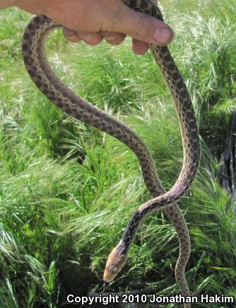 San Diego Gopher Snake (Pituophis catenifer annectens)