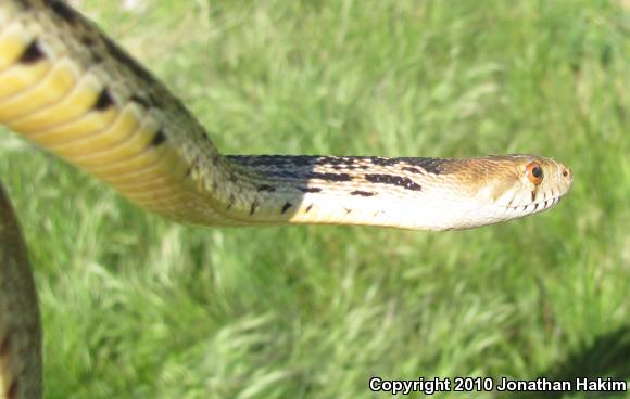 San Diego Gopher Snake (Pituophis catenifer annectens)