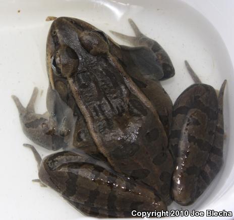 Plains Leopard Frog (Lithobates blairi)