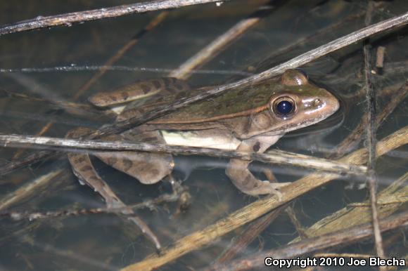 Plains Leopard Frog (Lithobates blairi)