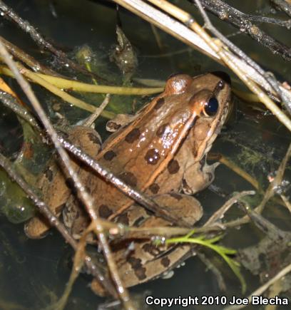 Plains Leopard Frog (Lithobates blairi)