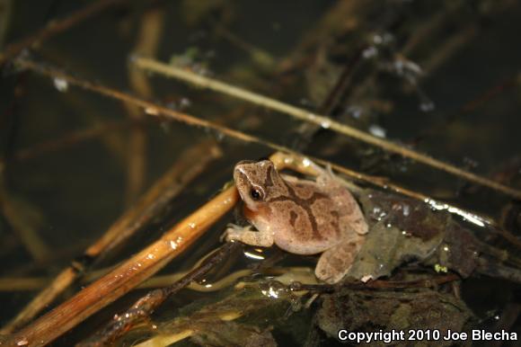 Spring Peeper (Pseudacris crucifer)