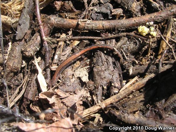 Eastern Red-backed Salamander (Plethodon cinereus)