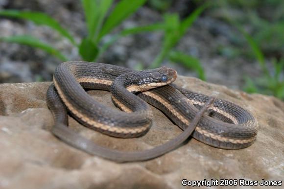 Queensnake (Regina septemvittata)