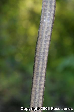 Queensnake (Regina septemvittata)