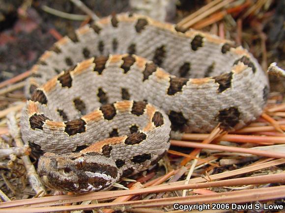 Western Pigmy Rattlesnake (Sistrurus miliarius streckeri)