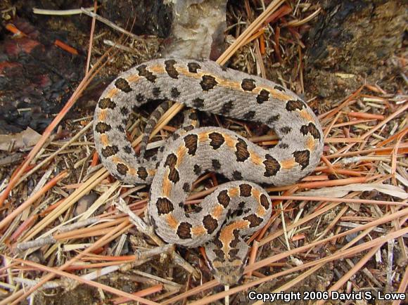 Western Pigmy Rattlesnake (Sistrurus miliarius streckeri)