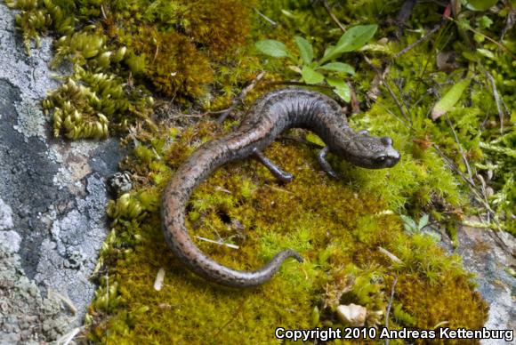 Tehachapi Slender Salamander (Batrachoseps stebbinsi)