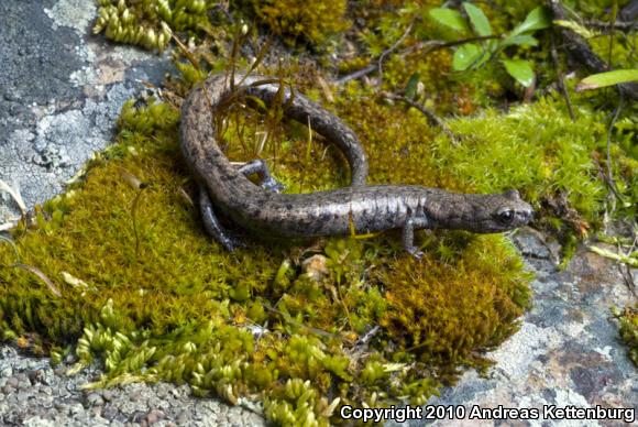 Tehachapi Slender Salamander (Batrachoseps stebbinsi)