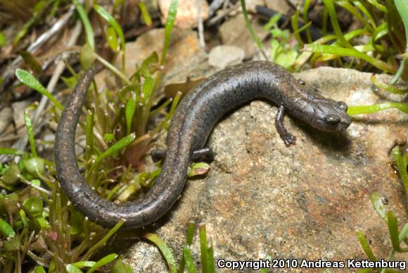 Kern Canyon Slender Salamander (Batrachoseps simatus)