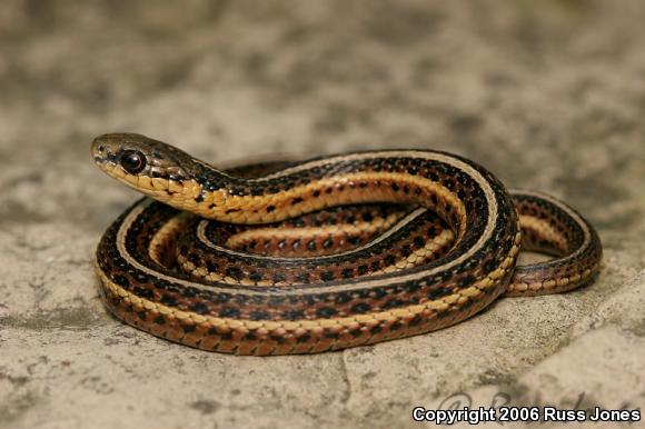 Butler's Gartersnake (Thamnophis butleri)