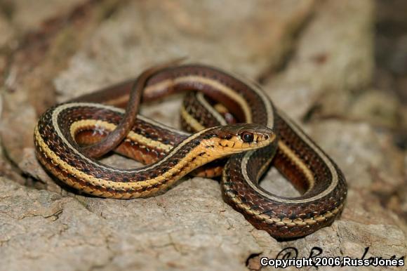 Butler's Gartersnake (Thamnophis butleri)