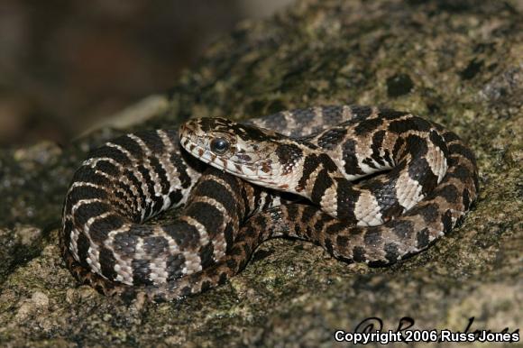 Northern Watersnake (Nerodia sipedon sipedon)