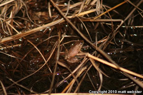 Northern Spring Peeper (Pseudacris crucifer crucifer)