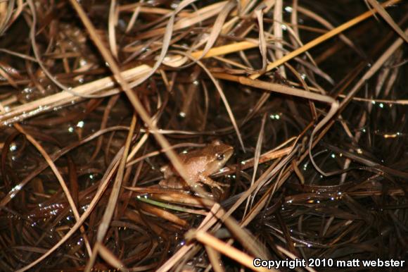 Northern Spring Peeper (Pseudacris crucifer crucifer)