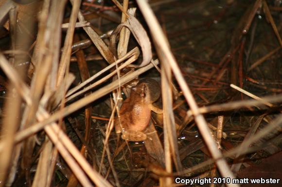 Northern Spring Peeper (Pseudacris crucifer crucifer)