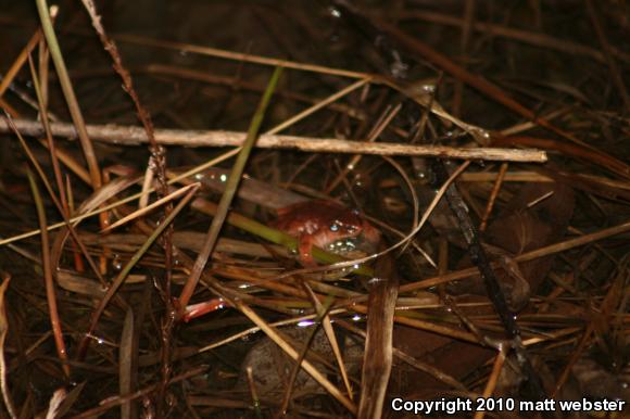 Northern Spring Peeper (Pseudacris crucifer crucifer)