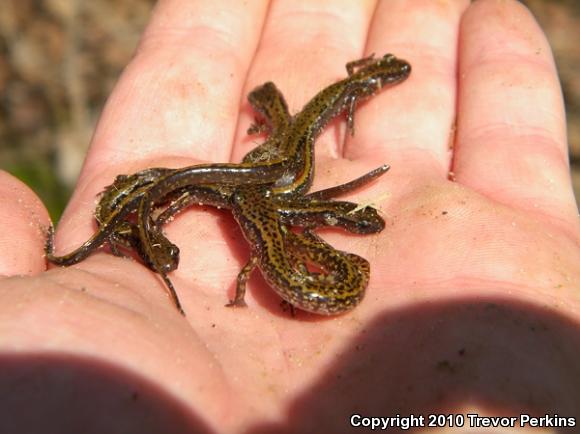 Dark-sided Salamander (Eurycea longicauda melanopleura)