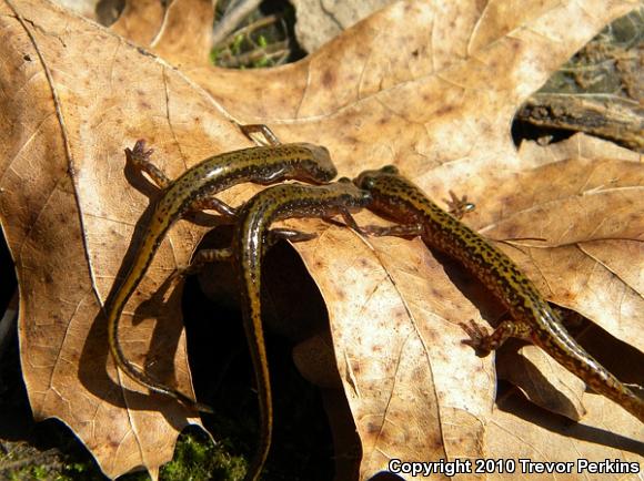 Dark-sided Salamander (Eurycea longicauda melanopleura)